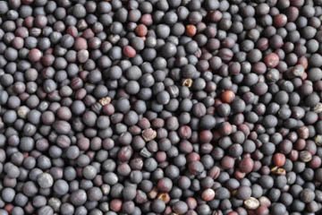 Canola Oil Processing